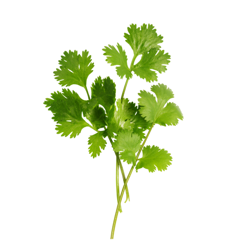 Cilantro