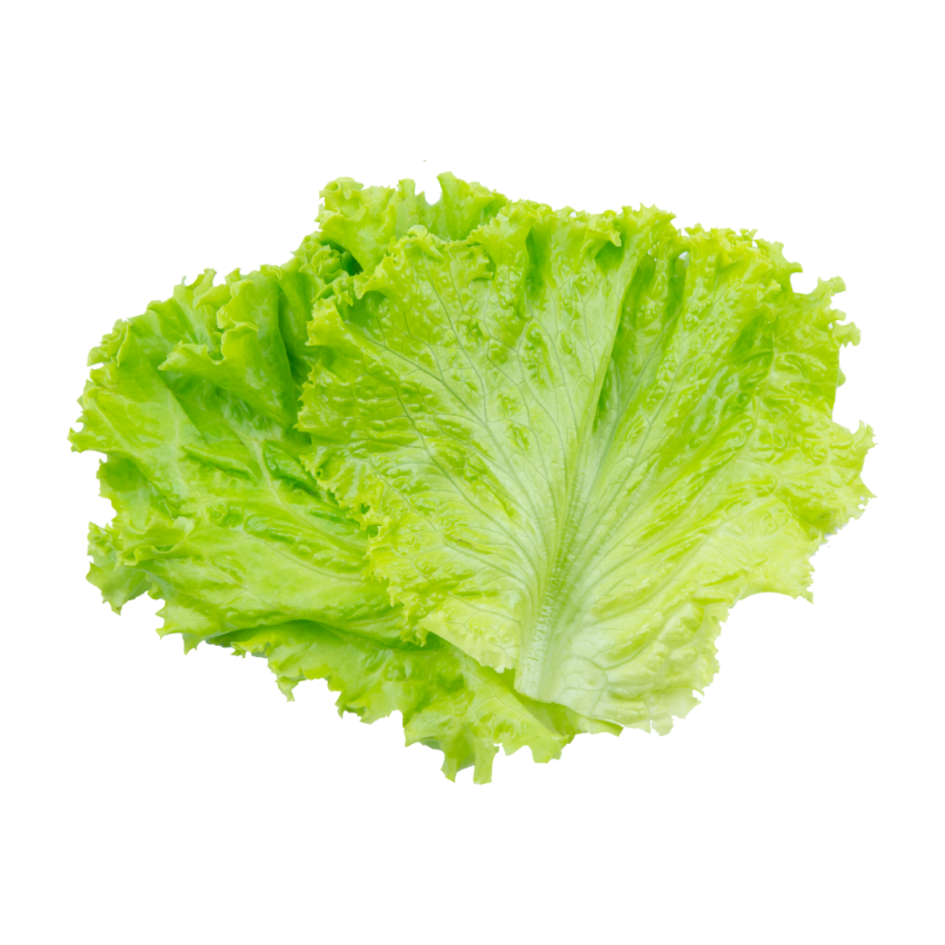 Lechuga Iceberg